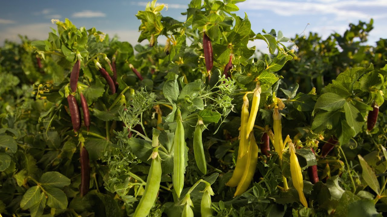 Honey Snap – Golden Yellow Snap Pea Seeds