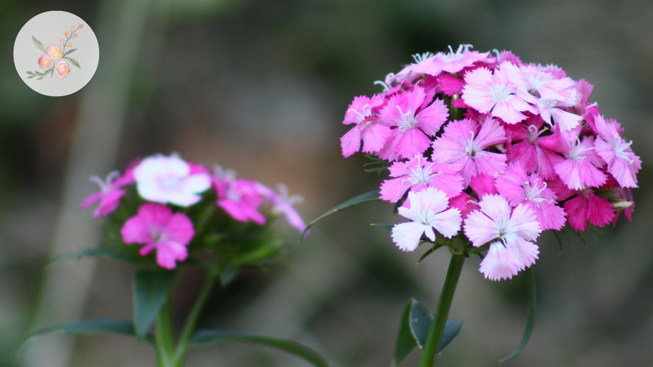 Amazon Neon Rose Magic Dianthus