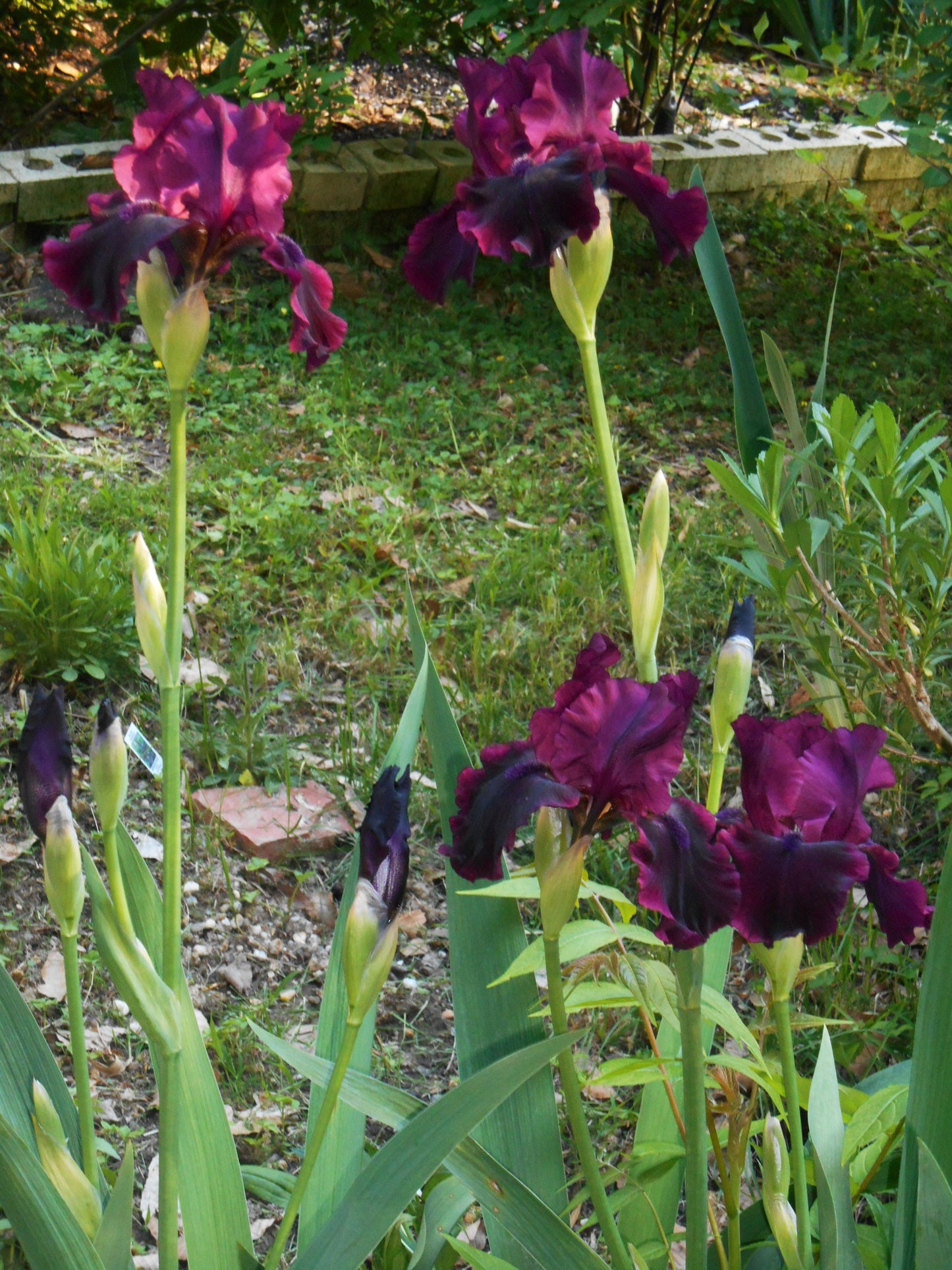 Silken Trim Bearded Iris Seeds