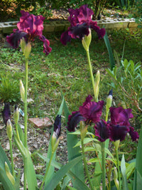 Fiery Temper Bearded Iris Seeds