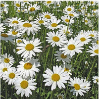 Chrysanthemum- May Queen