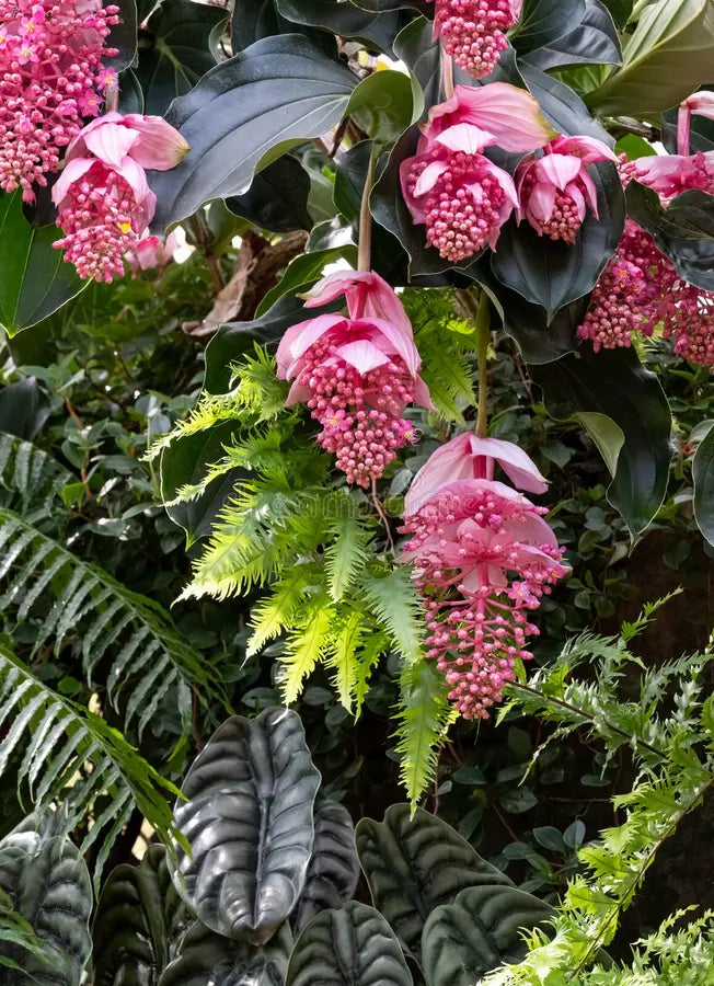 Heirloom Non-GMO Chandelier Plant Seeds for Planting – Unique Succulent Garden Seeds