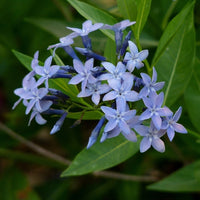 Heirloom Amsonia Flower Seeds, Non-GMO Blue Star Blooms for Low-Maintenance Garden Planting
