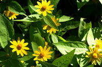 Heirloom Non-GMO Melampodium Paludosum Flower Seeds for Planting – Bright Compact Blooms for Garden Borders