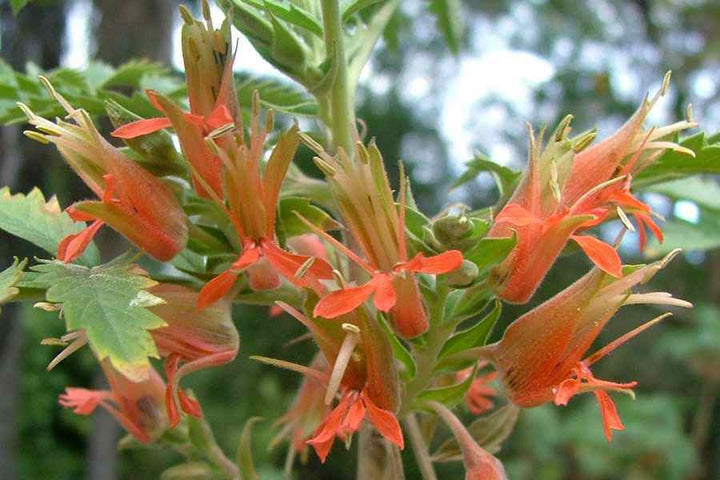 Melianthus Comosus Flower Seeds for Planting