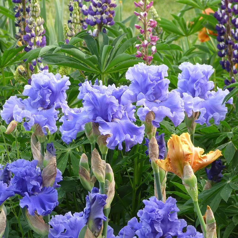 Merchant Marine Bearded Iris Seeds