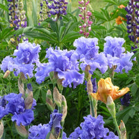 Merchant Marine Bearded Iris Seeds