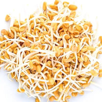 Fenugreek – Organic Sprouting Seeds