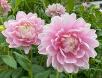 Bracken Ballerina Dahlia