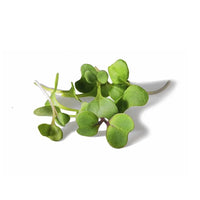 Radish, Red Stem – Microgreen Seed