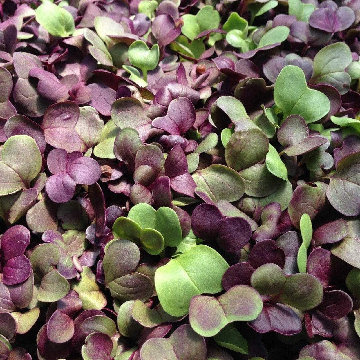 Radish, Confetti Mix – Organic Microgreen Seed