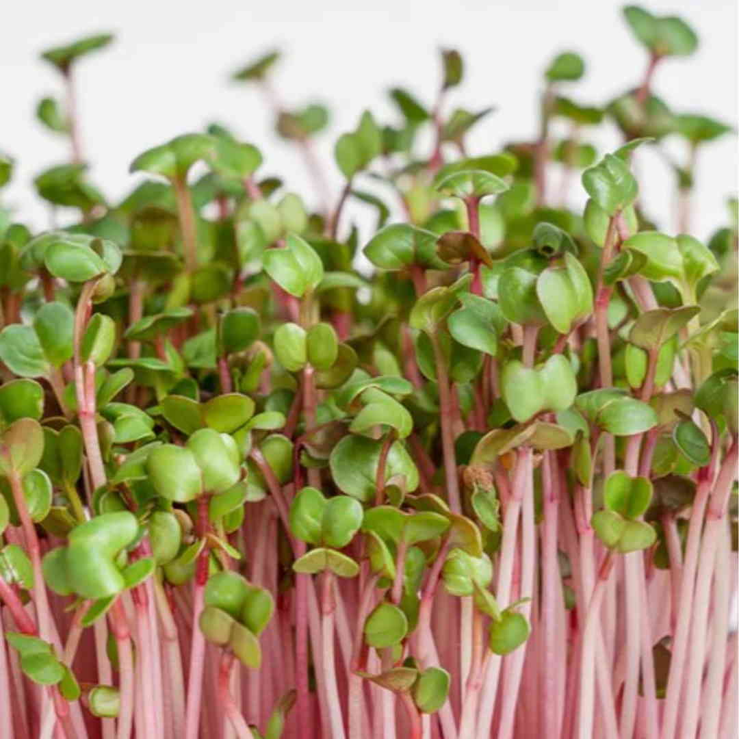 Radish, Confetti Mix – Organic Microgreen Seed