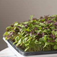 Spicy Micro Mix – Microgreen Seed