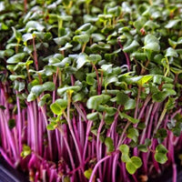 Kale, Purple Reign – Microgreen Seed