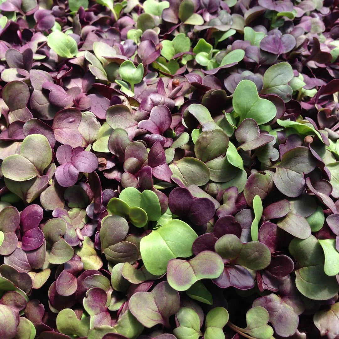 Mustard, Barbarossa – Microgreen Seed