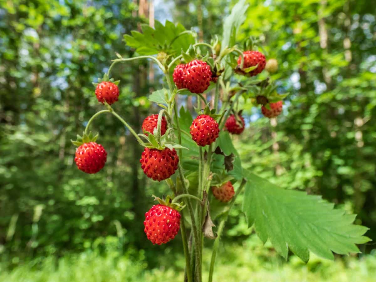 Strawberry- Mignonette Alpine