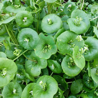 Claytonia – Specialty Green Seed