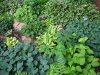 Cool Blue Hosta Collection