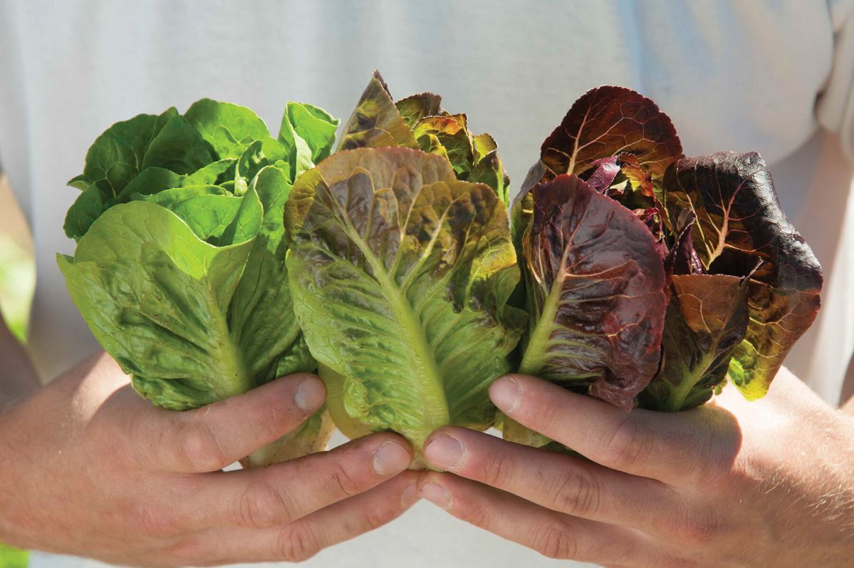 Mini Romaine Trio – Lettuce Varieties