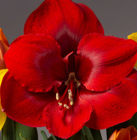 Miracle Amaryllis Seeds