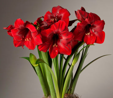 Red Reality Amaryllis Seeds