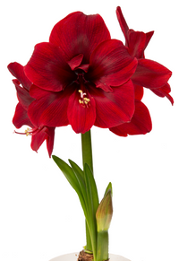 Miracle Amaryllis Seeds