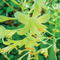 Miracle Lemony Hosta