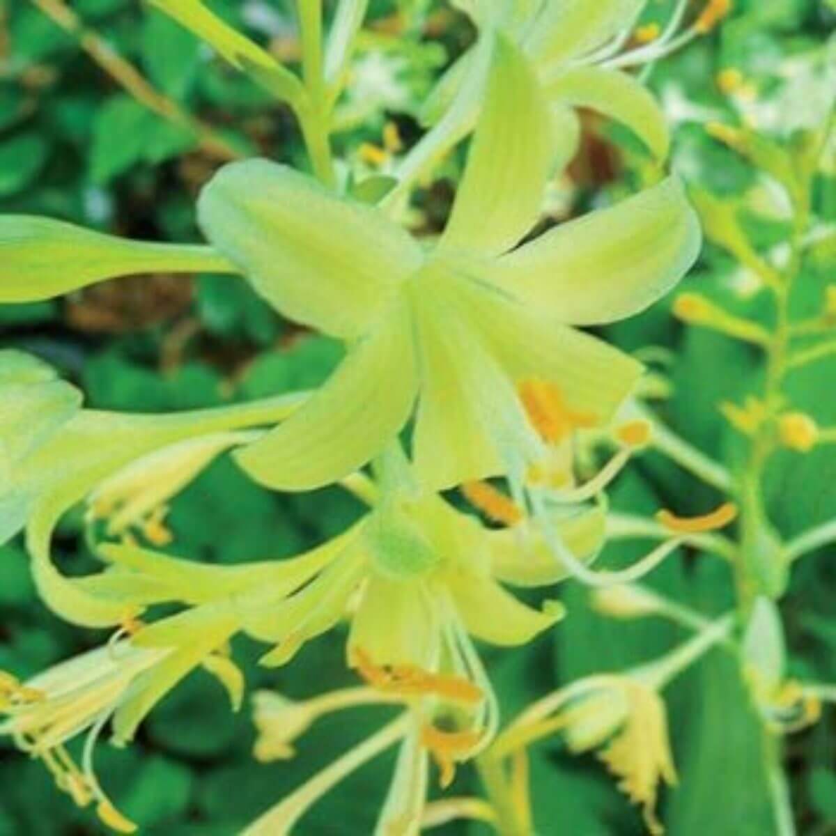 Miracle Lemony Hosta