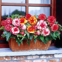 Double Begonia Mixture Super Sak