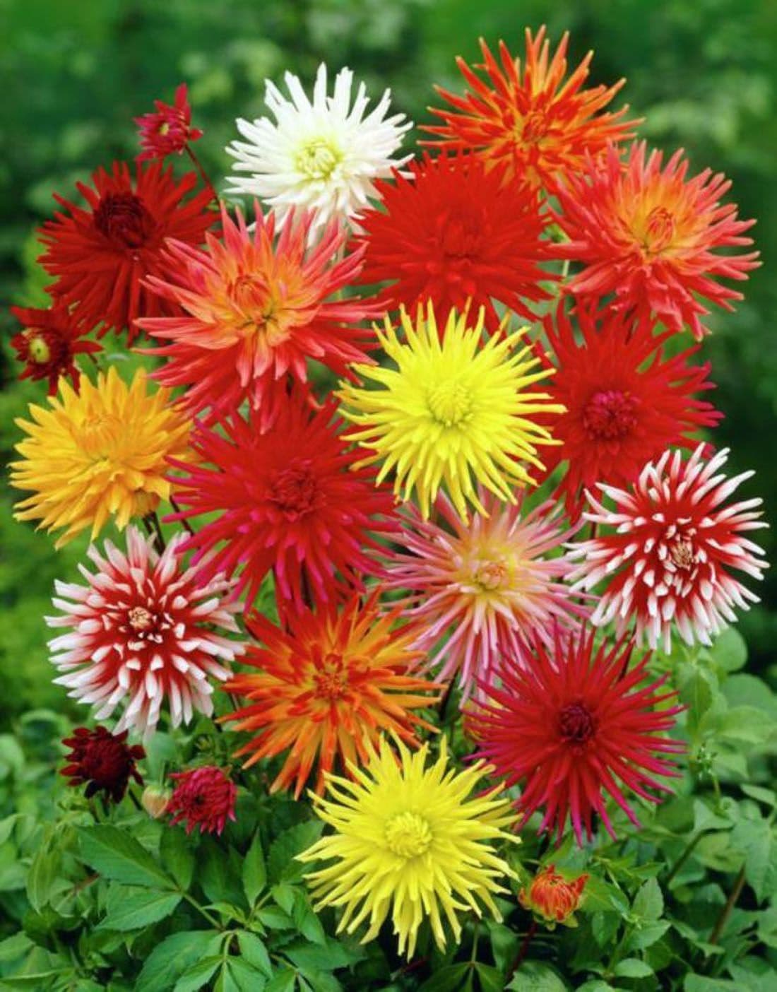 Dahlia- Cactus Flowered Mix