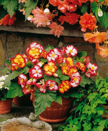 Crispa Marginata Begonia Mixture
