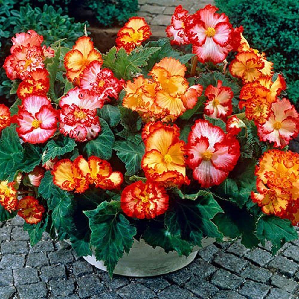 Crispa Marginata Begonia Mixture