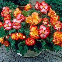 Crispa Marginata Begonia Mixture