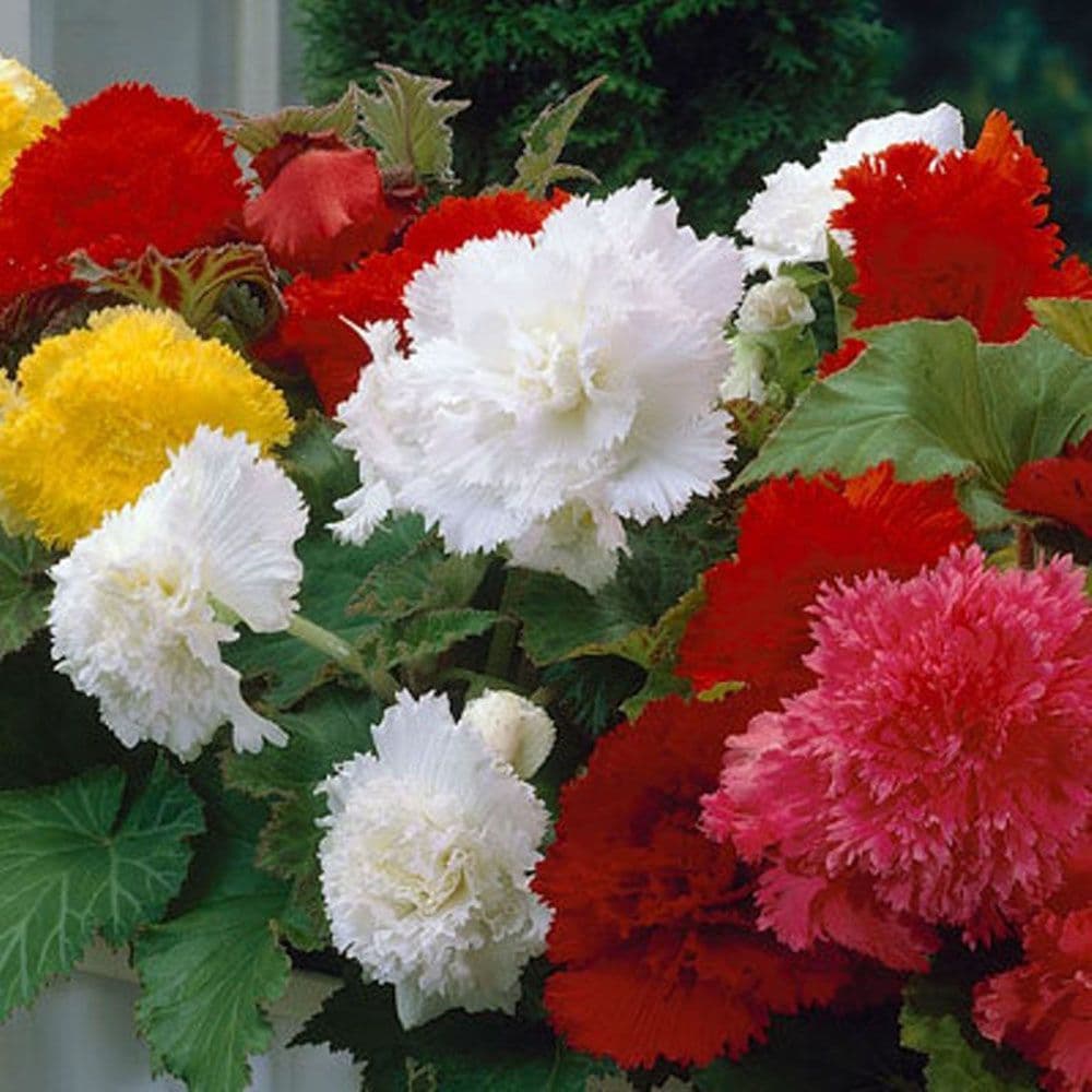 Fimbriata Begonia Mixture
