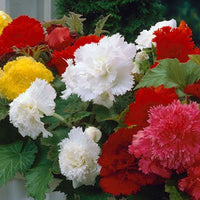 Fimbriata Begonia Mixture