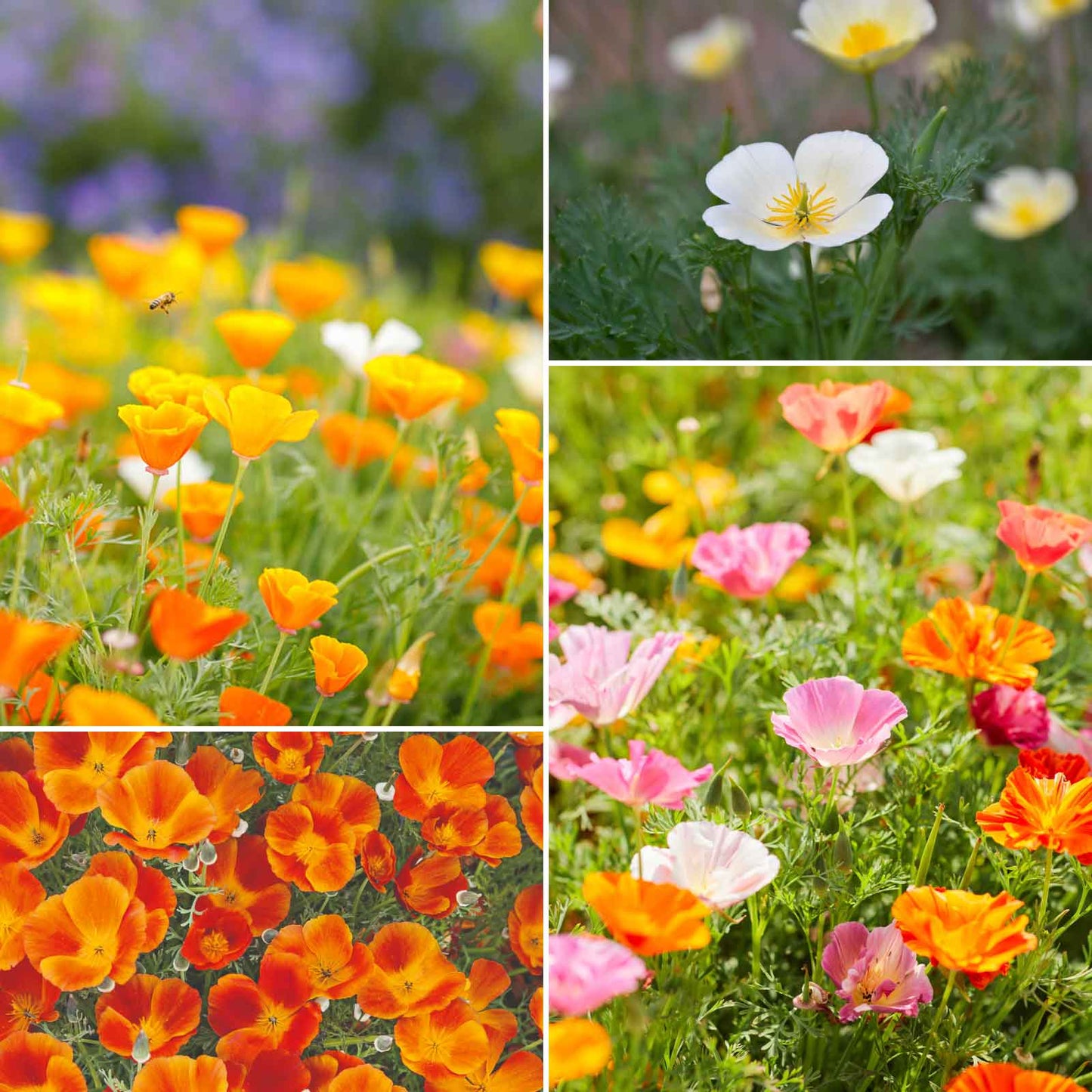 Californian Poppy- Single Choice Mix