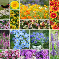 Deer Resistant Wildflower Seed Mix – Heirloom Seeds