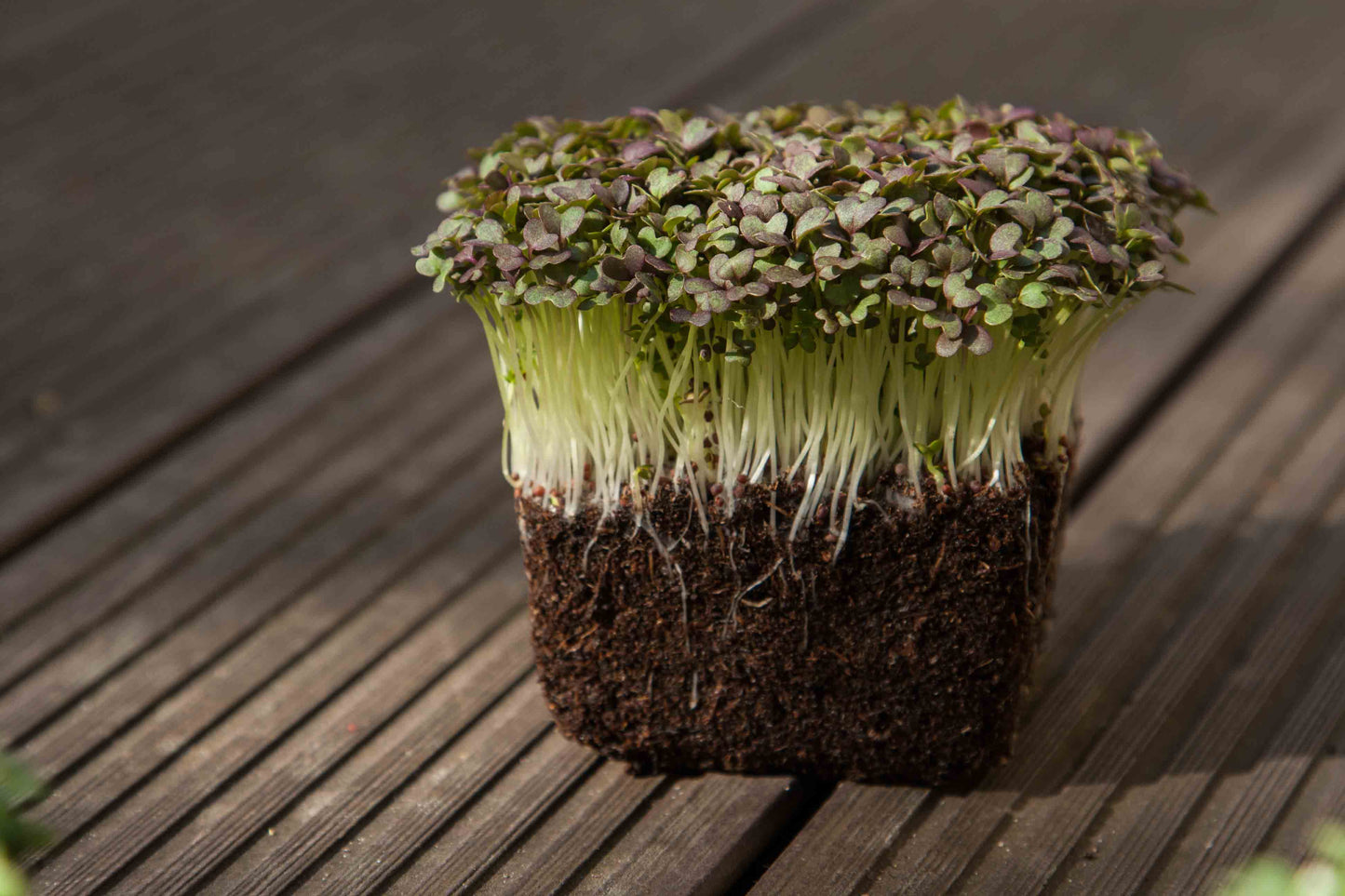 Mizuna, Red Flash – Microgreen Seed