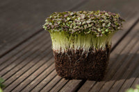 Mizuna, Red Flash – Microgreen Seed