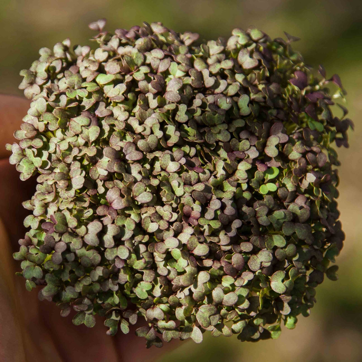 Mizuna, Red Flash – Microgreen Seed