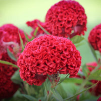 Celosia- Cockscomb Red