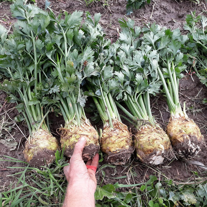Monarch Celeriac Seeds