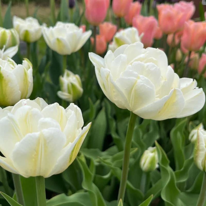 Mount Tacoma Tulip Seeds