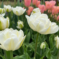 Mount Tacoma Tulip Seeds