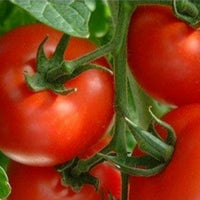 Mountain Fresh Plus – Tomato Seed