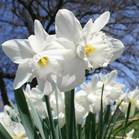 White Daffodils Flower Seeds for Planting – Non-GMO, Heirloom Seeds for Garden