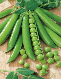 Shelling Pea- Massey Gem