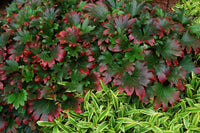 Crimson Fans Mukdenia