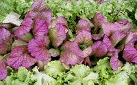 Mustard Greens- Red Giant