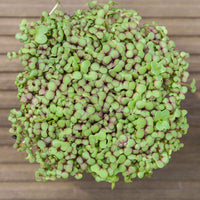 Mustard, Red Giant Organic Microgreen Seed
